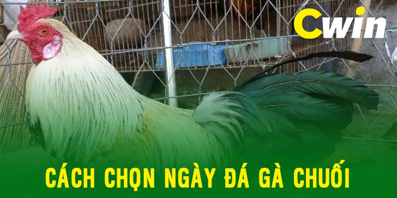 Gà chuối là giống gà lông trắng xám được nhiều người chơi tin tưởng