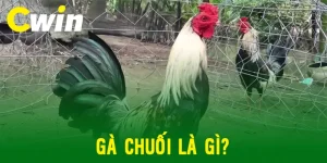 Gà chuối là gì? Lựa ngày đá gà chuối bằng phong thủy