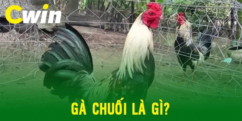 Gà chuối là gì? Lựa ngày đá gà chuối bằng phong thủy